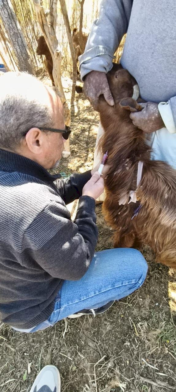 "بحوث الصحراء" ينفذ قافلة بيطرية بشمال سيناء