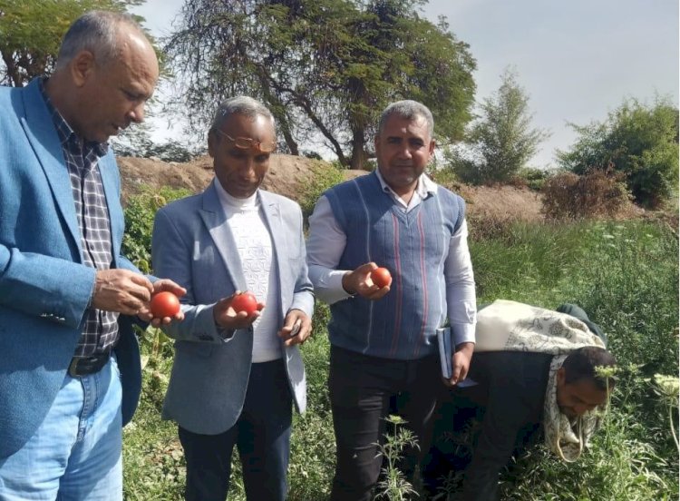 بحوث البساتين يتابع برامج تطوير هجن الطماطم بسوهاج
