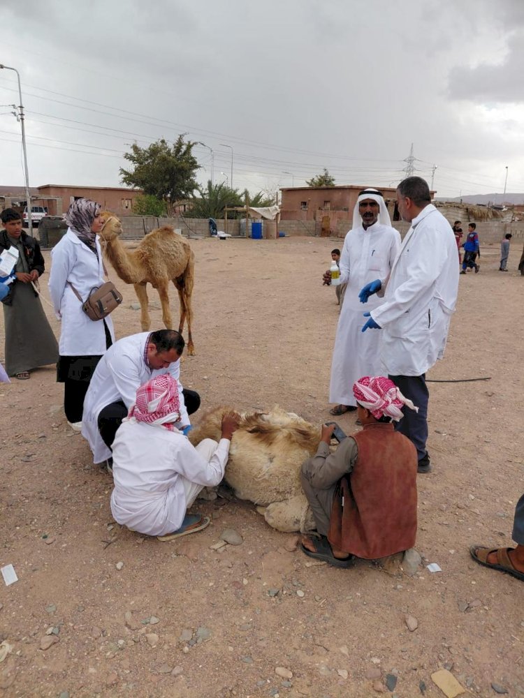 "بحوث الصحراء" يطلق قافلة بيطرية بجنوب سيناء