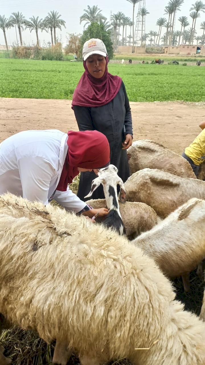 "الزراعة" تعلن ختام الحملة القومية للتحصين ضد الجلد العقدي وجدري الأغنام