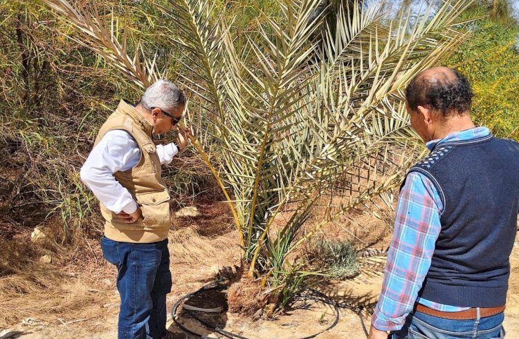 بحوث الصحراء يواصل متابعة الأنشطة الإرشادية والخدمية  بسيوة والوادي الجديد