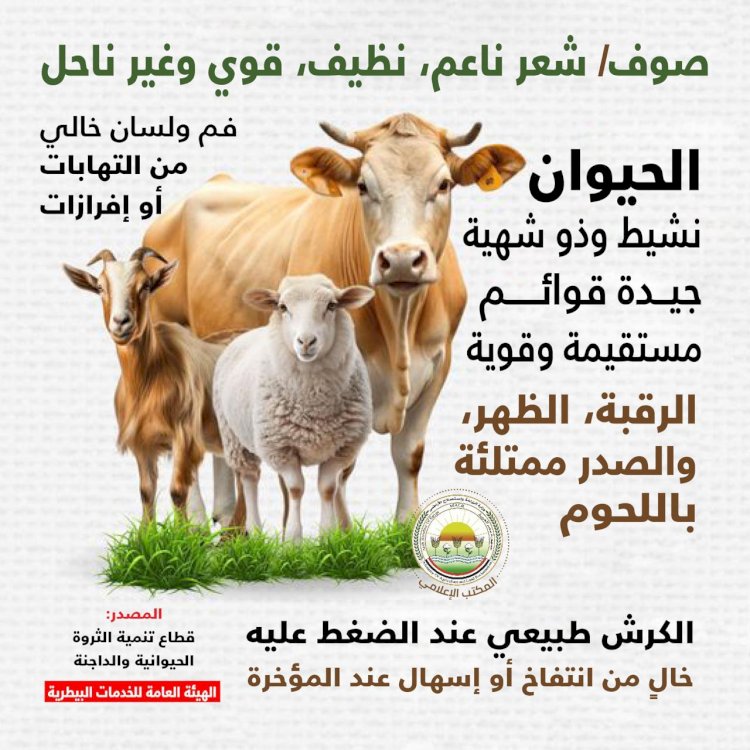 "الزراعة" تصدر دليلاً من 20 توصية لاختيار الأضحية واللحوم السليمة