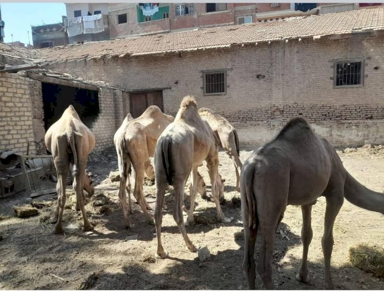 الخطيب يتفقد مشروعات الإنتاج الحيواني وتوريد القمح ومواجهة التعديات بالشرقية