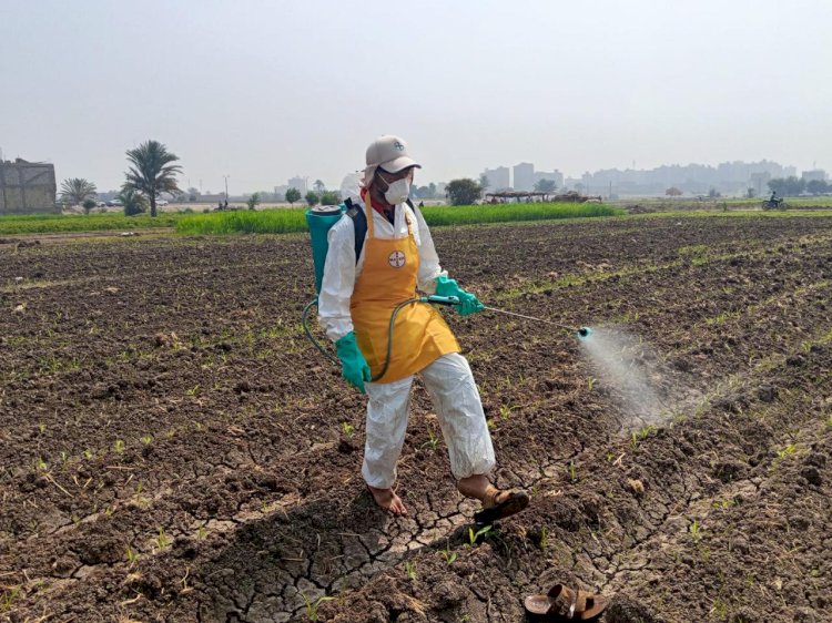 “الزراعة” تنفذ إجراءات استباقية مكثفة لحماية المحاصيل من الآفات الحشرية الخطرة
