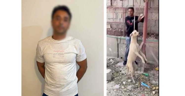 نكشف فيديو قيام عامل بربط كلب بعامود انارة بالدقهلية