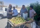 التين الشوكي والاقتصاد غير الرسمي