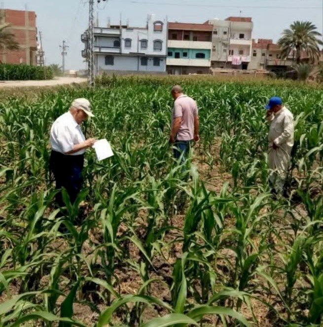 مديرية الزراعة بالشرقية تنظم يوماً حقلياً لمحصول الأرز بمركزي أبو كبير وكفر صقر