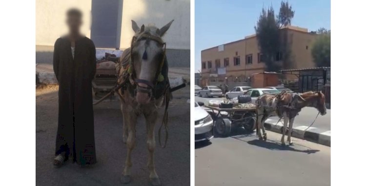 نكشف فيديو قيام قائد عربة "كارو" تعطيل الحركة المرورية عمدا بشمال سيناء