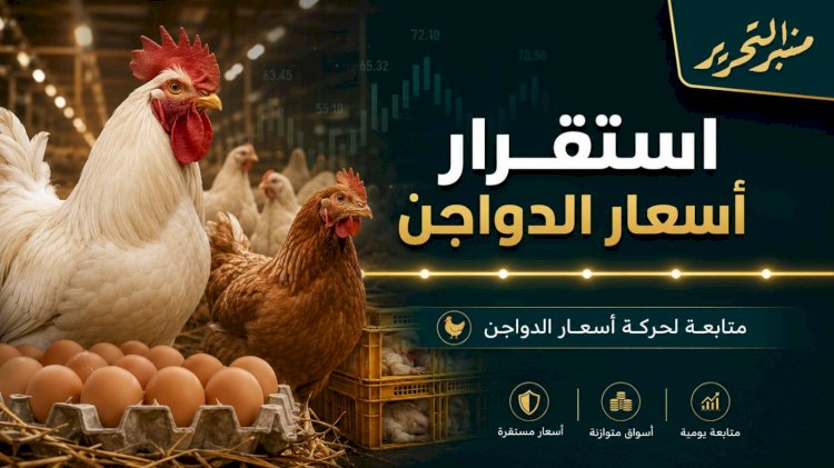 استقرار في أسعار الفراخ اليوم الأثنين 20 يوليو 2026