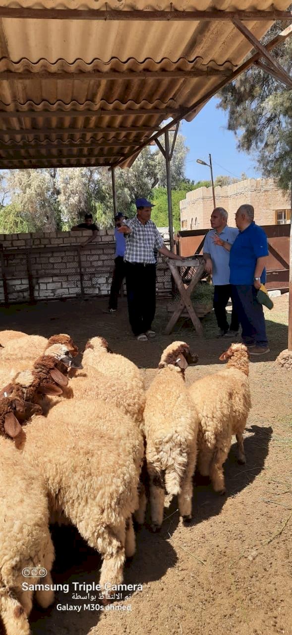 الزراعة تتفقد محطة بحوث الانتاج الحيواني ببرج العرب لمتابعة برامج تحسين السلالات