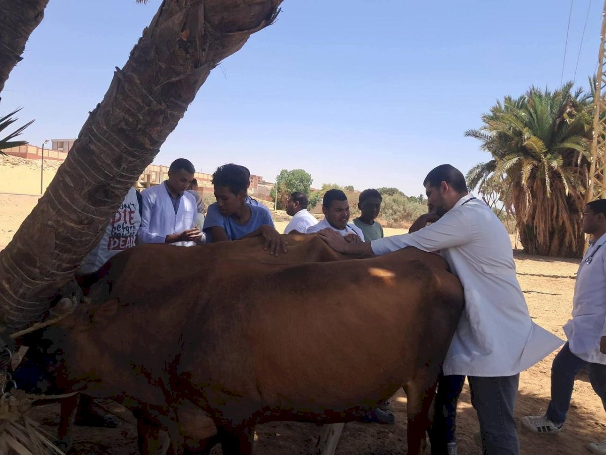 "الزراعة" تكثّف جهود الرعاية التناسلية لأكثر من 38 ألف رأس ماشية