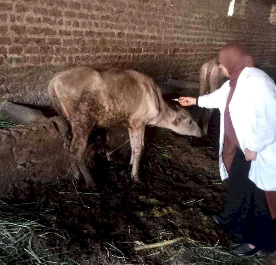 *" سوهاج " الطب البيطري يبدأ الحملة القومية للتحصين والتسجيل والترقيم ضد مرض الحمي القلاعية
