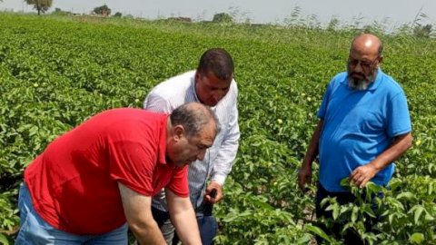 "الزراعة" تواصل المتابعة الميدانية لحقول إكثار القطن لضمان جودة التقاوي بالجمهورية
