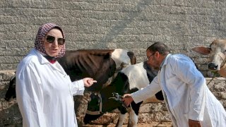 "الزراعة": تحصين أكثر من 2 مليون رأس ماشية ضمن الحملة القومية ضد الحمى القلاعية