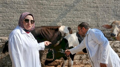 "الزراعة": تحصين أكثر من 2 مليون رأس ماشية ضمن الحملة القومية ضد الحمى القلاعية