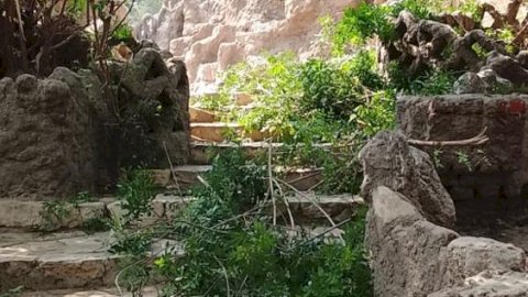 «الزراعة» تُؤكد سلامة أشجار حديقة الأسماك بالزمالك وتؤكد التزامها بحماية التراث النباتي