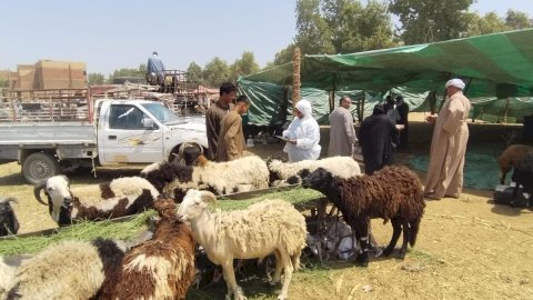 «الزراعة»: تقديم أكثر من 5.7 مليون جرعة تحصينية للماشية ضد «الحمى القلاعية» و«الوادي المتصدع»