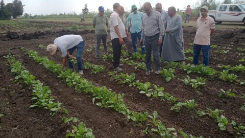 «الزراعة» تتابع حصاد تقاوي الأرز والبرامج البحثية بمحطة بحوث الجميزة