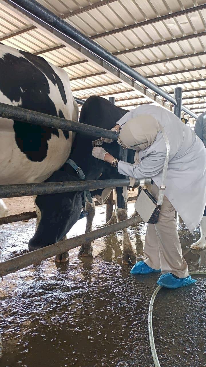 الهيئة العامة للخدمات البيطرية تصدرأكثر من 62 ألف فحص للكشف عن البروسيلا والسل خلال أغسطس