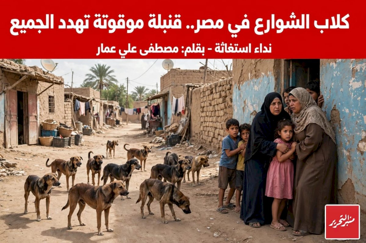 كلاب الشوارع في مصر.. قنبلة موقوتة تهدد الجميع