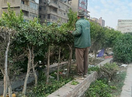 التوسع في زراعة الأشجار والنباتات بمبادرة اتحضر للاخضر بالجيزة
