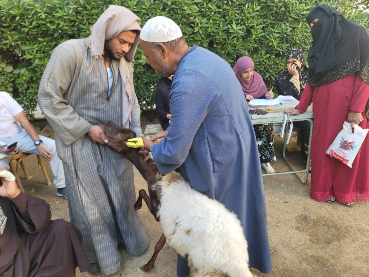 ضمن مشروع " باب أمل " الطب البيطري يسلم 770 رأس أغنام عشر للأسر الأكثر احتياجا بقرى مركز سوهاج