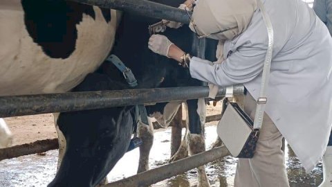 الهيئة العامة للخدمات البيطرية تصدرأكثر من 62 ألف فحص للكشف عن البروسيلا والسل خلال أغسطس