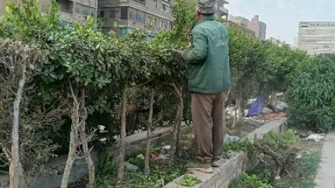التوسع في زراعة الأشجار والنباتات بمبادرة اتحضر للاخضر بالجيزة