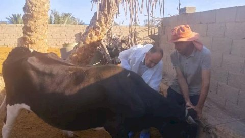 «الزراعة» تنفذ 262 قافلة بيطرية مجانية خلال سبتمبر