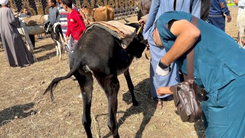 توقيع الكشف الطبي  علي الحيوانات والطيور بالمجان في قافلة بيطرية بالنغاميش بدار السلام بسوهاج