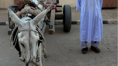 نكشف فيديو قيام سائق عربة "كارو" بعبور مزلقان السكة الحديد أثناء غلقه وتسببه فى توقف القطار بأسوان